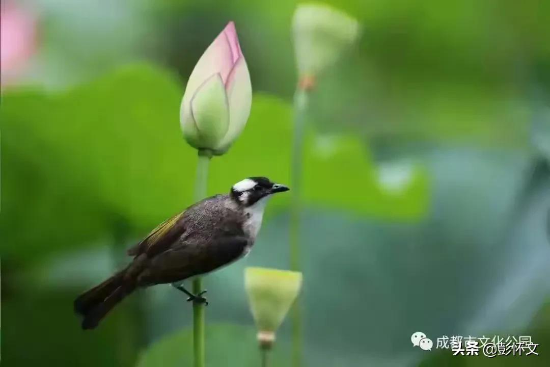 新收入准则下平销返利的财税处理