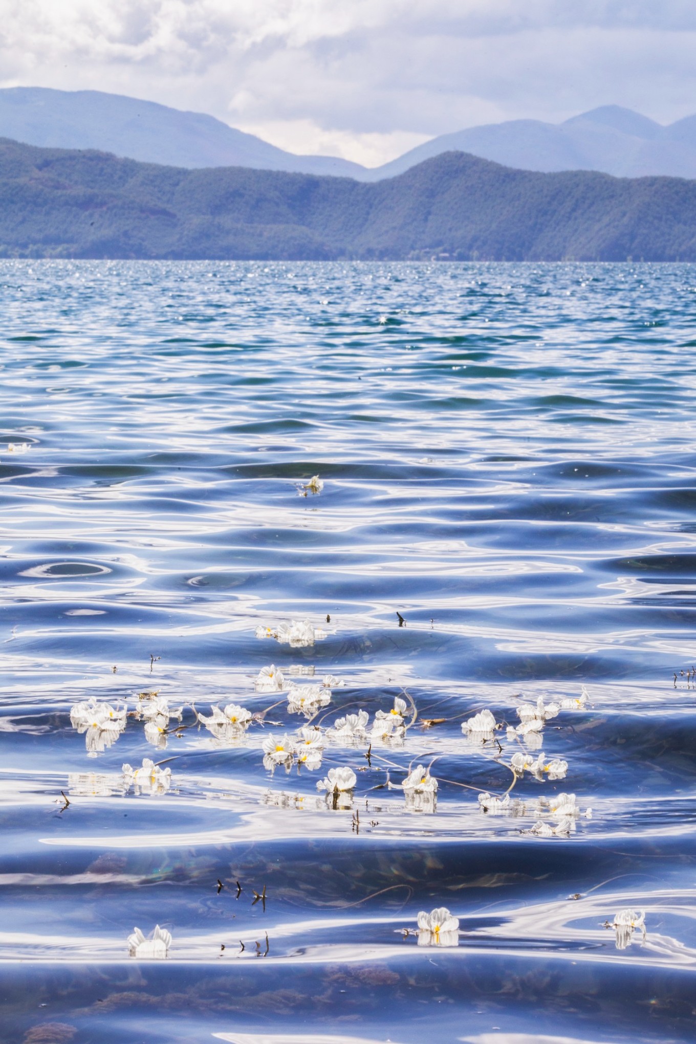 从丽江到泸沽湖，水性杨花开满六月天