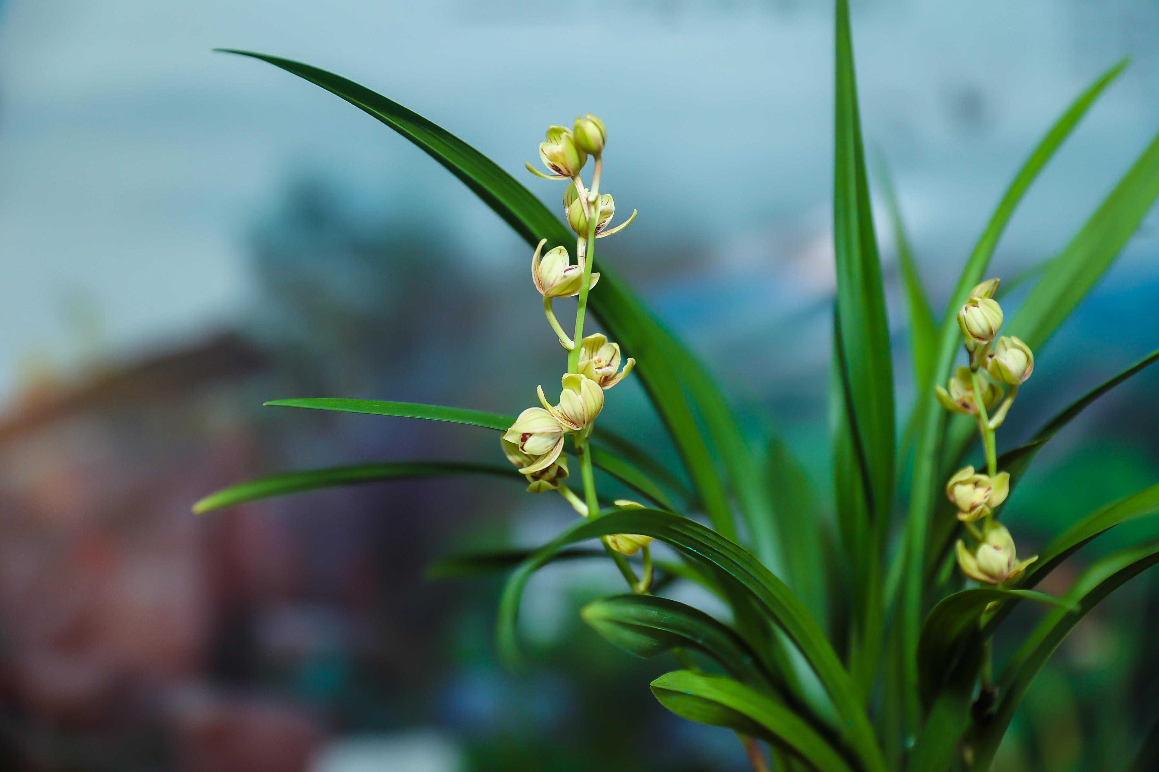美在花果飘香,兰韵芬芳.美在农业富饶,产品丰收.