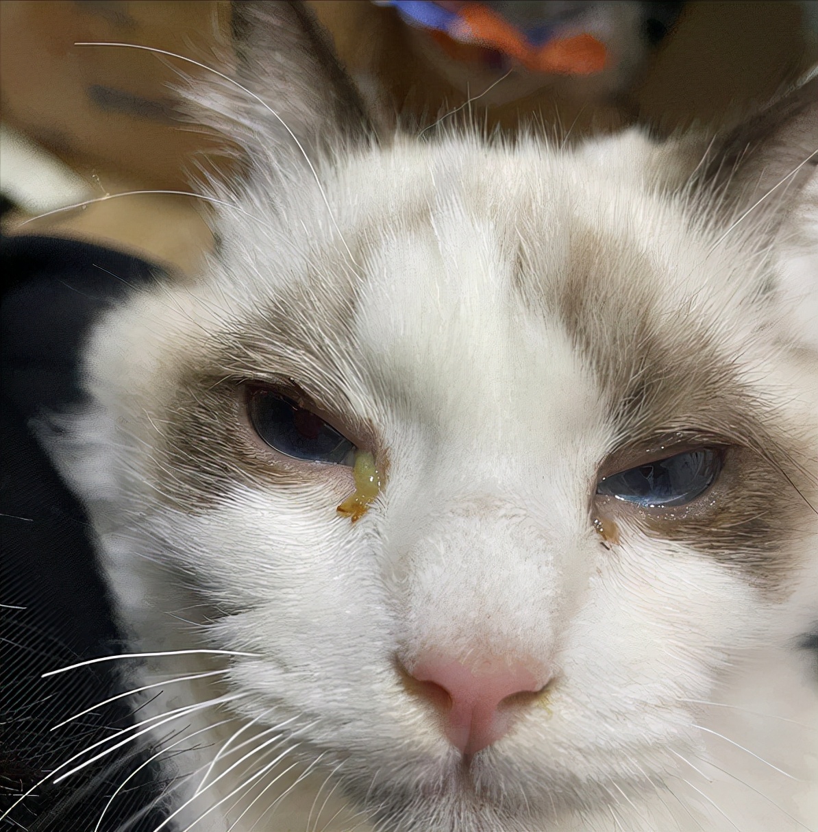 猫眼泪多是怎么回事？