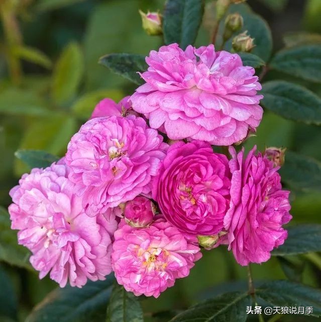 2020世界新品月季大赏，一起来看看都有哪些值得期待的新品种