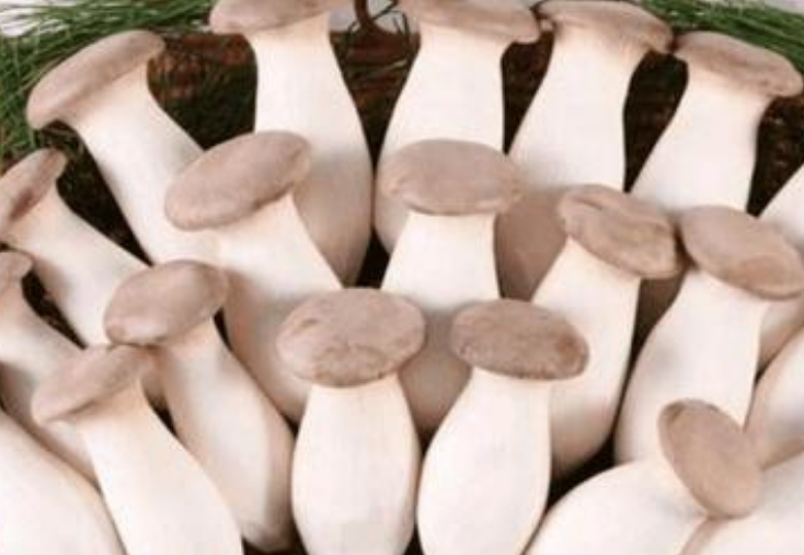 美队杏鲍菇尺寸图片（买杏鲍菇，挑小的还是挑大的？其实都不对，这种尺寸最合适）-华海博客