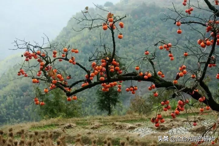 家乡那棵柿子树