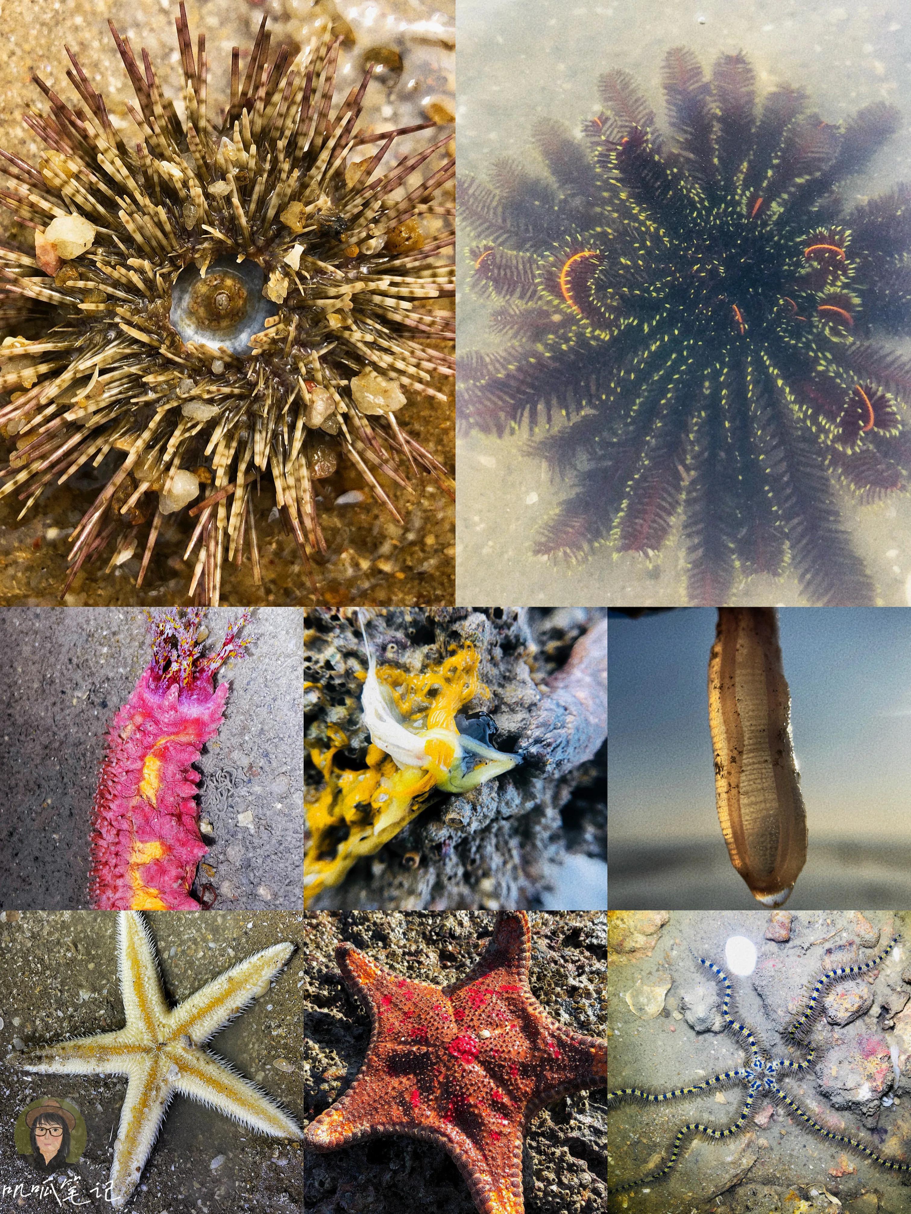 细数厦门赶海12大门类生物,还有比恐龙早的