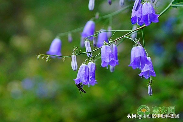 风铃草花期(宿根风铃草花期)