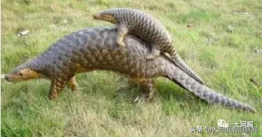 2月8日·洛阳要闻及抗击肺炎快报丨洛阳新增1例确诊病例；伊川、汝阳禁止机动车上路