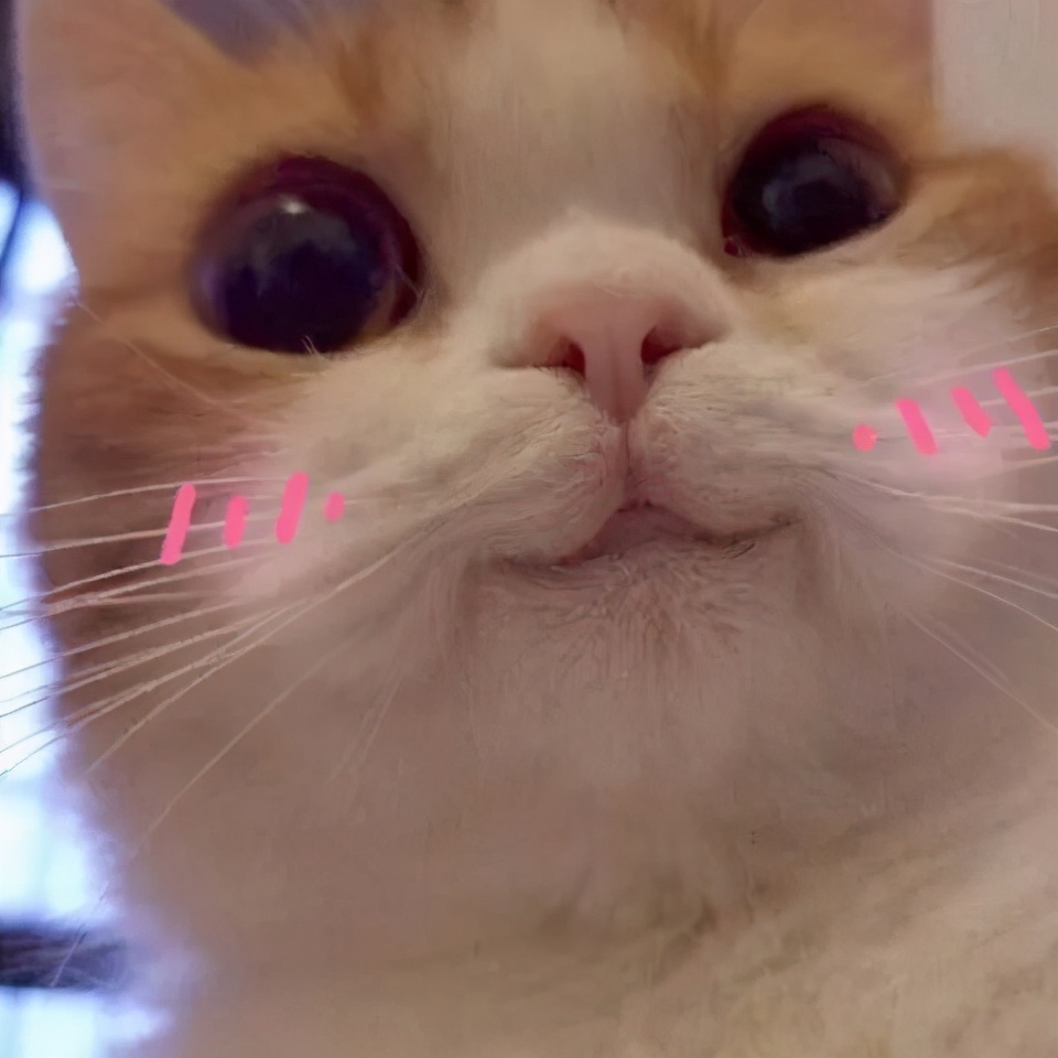 「你喜欢的大学」 拍了拍你，并说：这是你的录取通知书嘛？