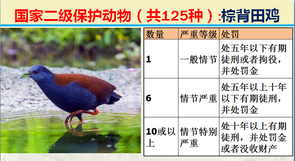 国家保护动物分几个等级（125类二级野生保护名录）