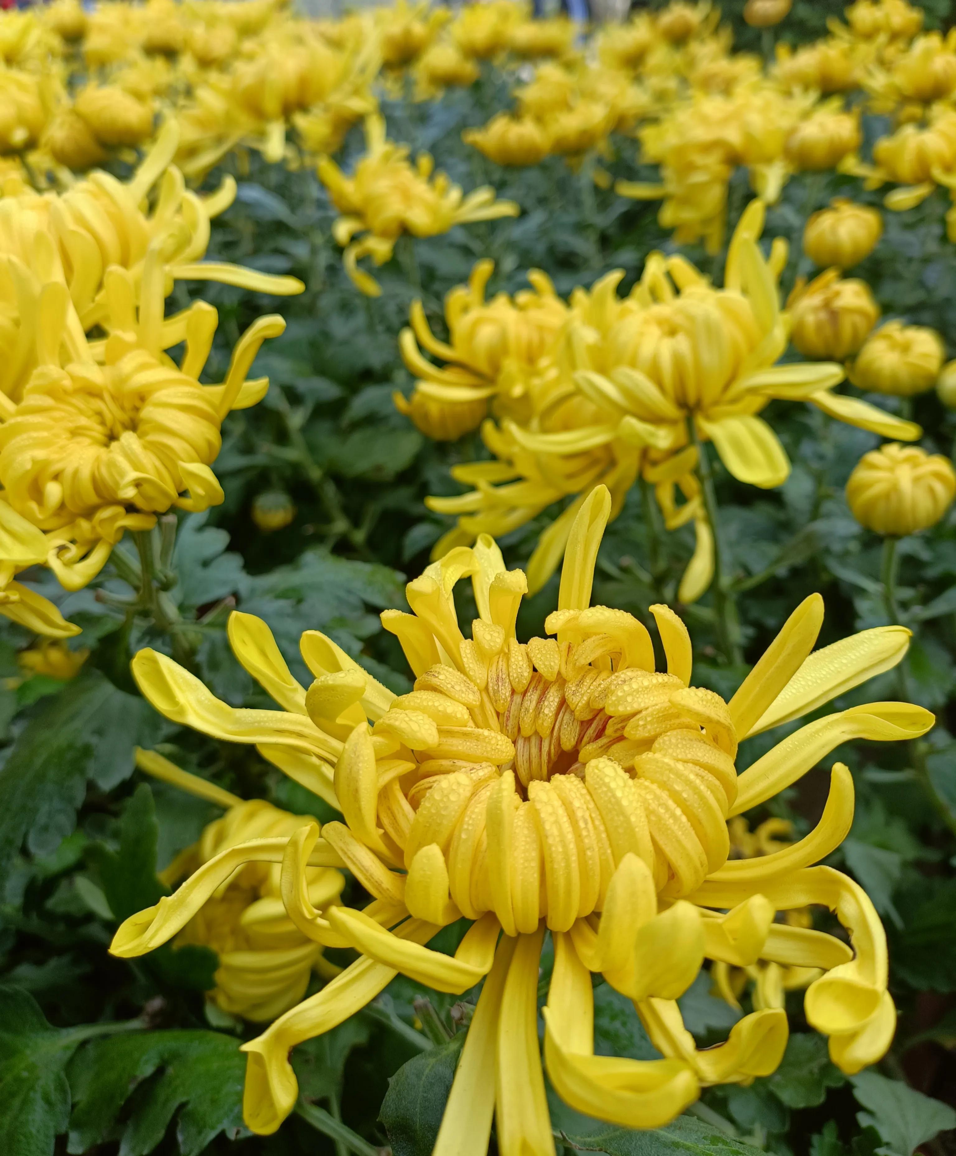 经典秋菊古诗四句「经典秋菊古诗五言」