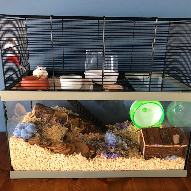 仓鼠笼摆放需要注意这5点(仓鼠笼布置不能随意,要想少走弯路少犯错