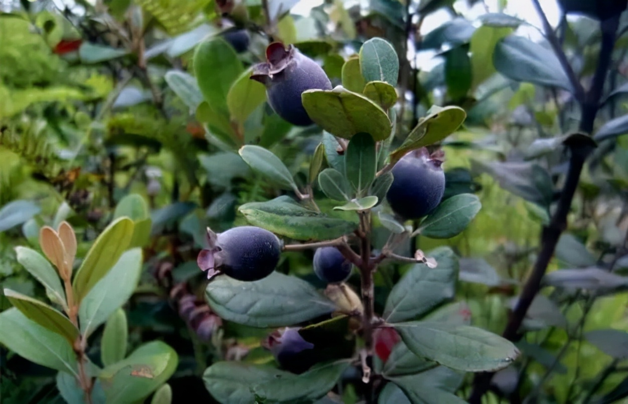 野果100种大全图片及名称(户外这20种能吃的野果子)