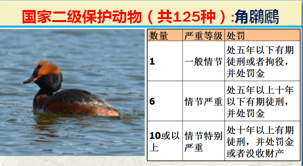 国家保护动物分几个等级（125类二级野生保护名录）