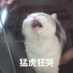 猫咪突然拉肚子了，该怎么办？