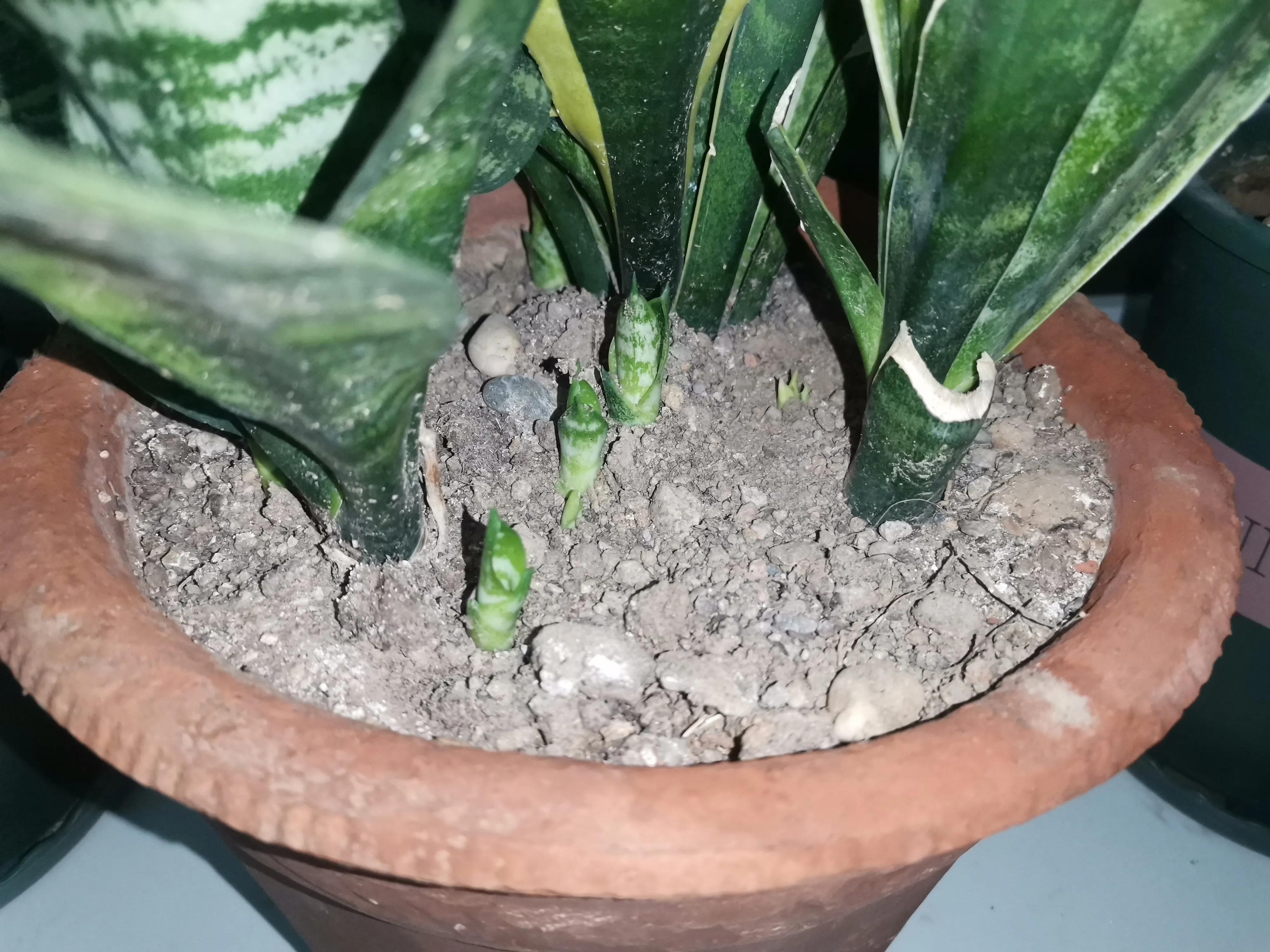 养虎皮兰容易得癌症(养虎皮兰容易得癌症?_养花之家手机版)