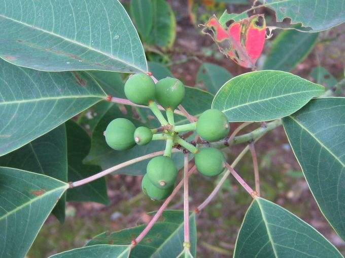 山乌桕的功效与作用_乌桕树产地