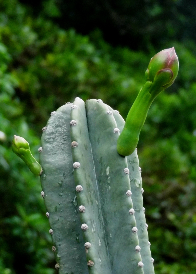 沙漠植物（11）-仙人柱（1）：鬼面角