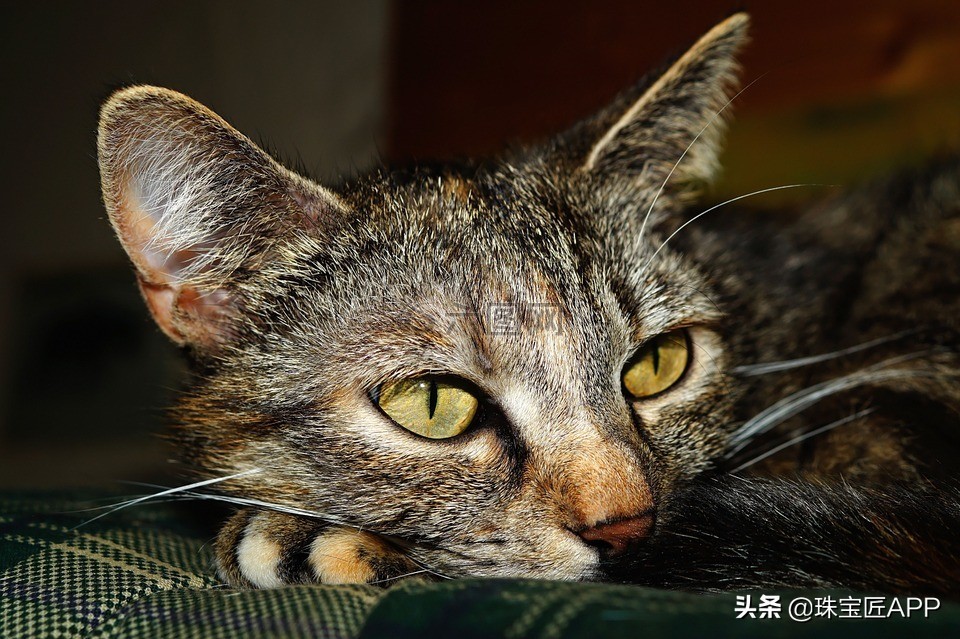 同样有“猫眼”，为什么价值天差地别？猫眼效应宝石大盘点