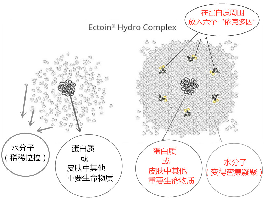 依克多因的功效与作用（解读神奇的修复因子）