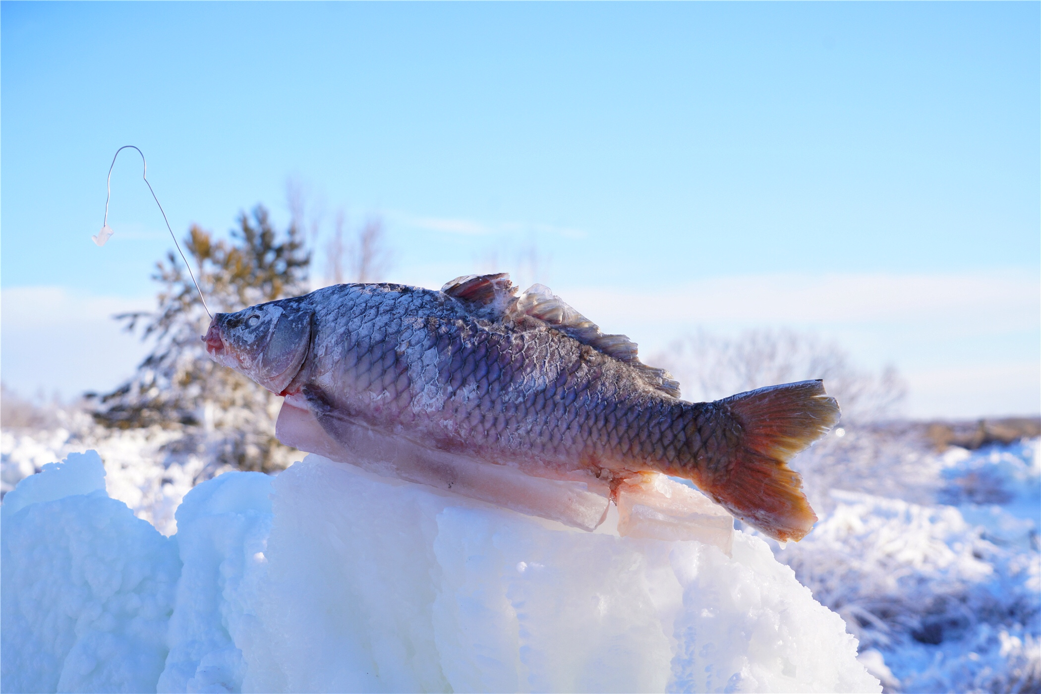 想去东北看雪哪个地方更好(零下30度来东北这个地方看雾凇，河流居然不结冰美成了瑶池仙境)