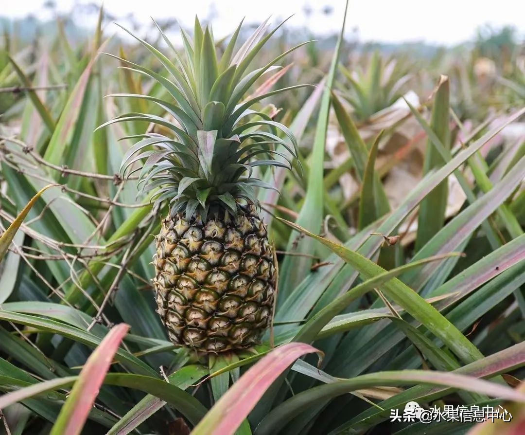 海南水果特产有哪些水果（海南水果品种及上市时间表）