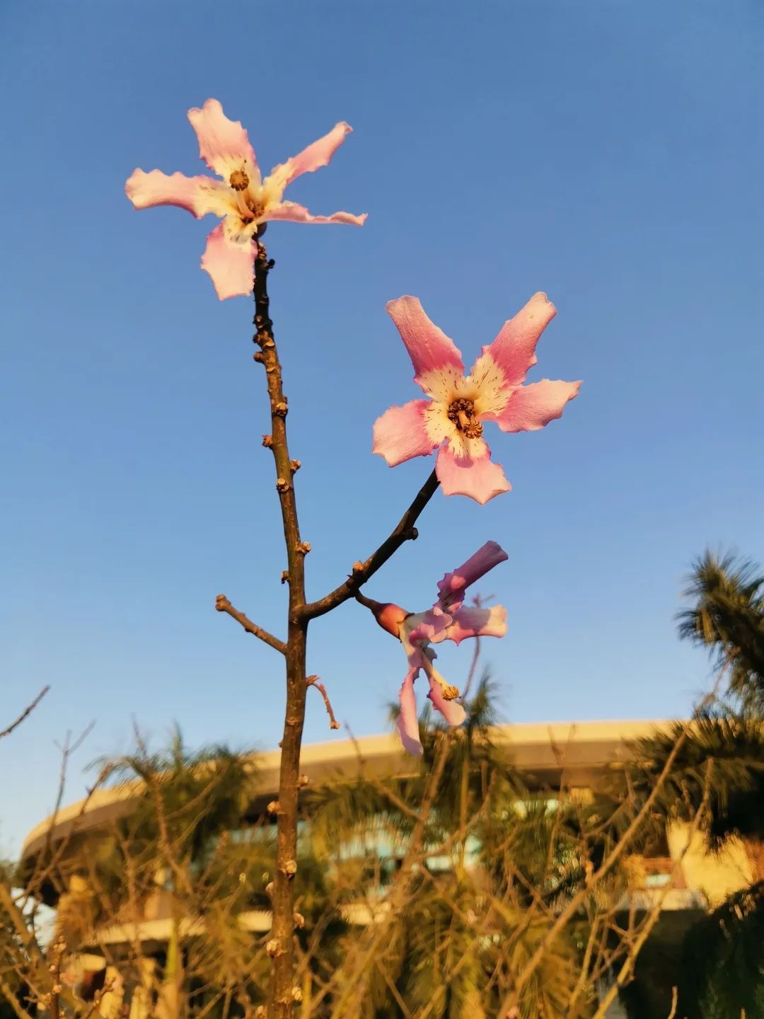 广东这所大学有广州、清远两校区。虽然是民办，但是环境超美