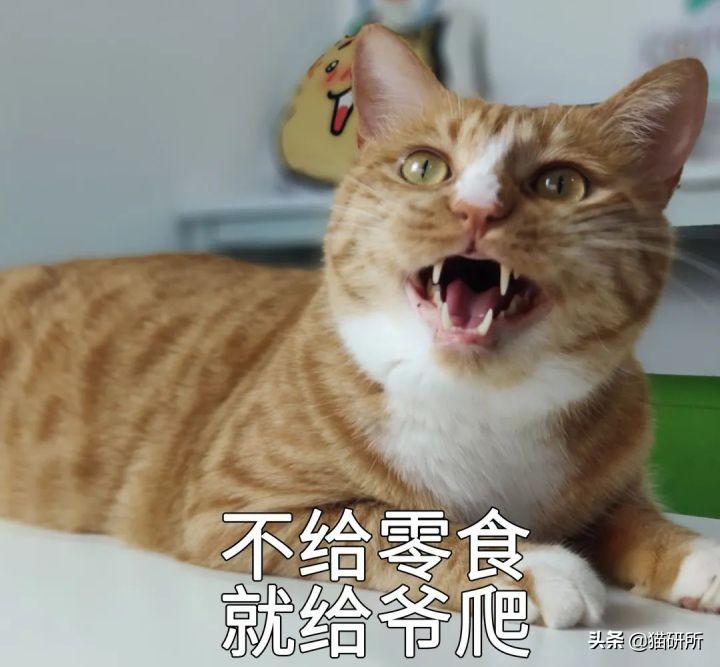 猫咪为啥总是喵喵叫讨食？明明碗里还有粮