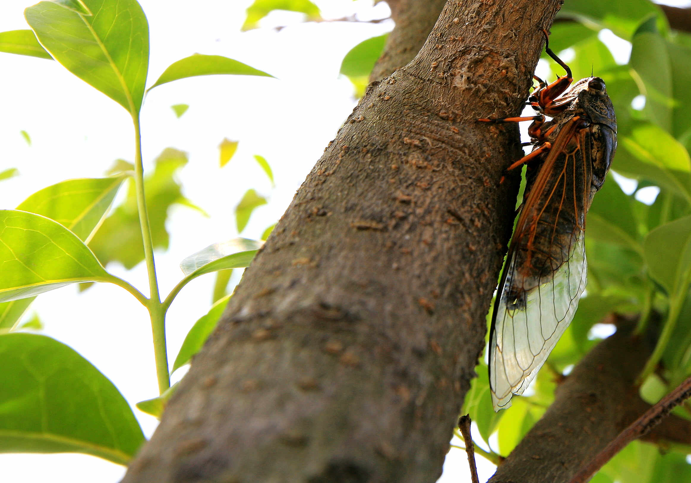 金蝉用自己的一生，告诉了我们七个人生哲理