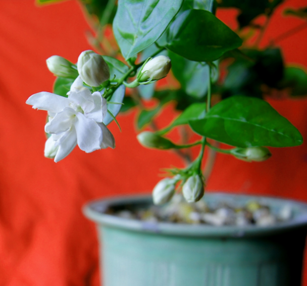 茉莉花开，心湖荡漾，惟愿，今生今世不负韶华不负你