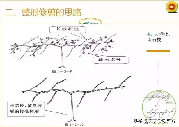 15张图看懂猕猴桃修剪技术，想种好猕猴桃的朋友，赶紧收藏