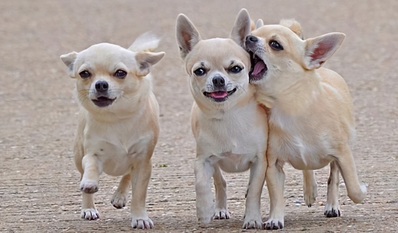 行业人建议：想养宠物犬，劝你选择这10种寿命长的狗狗