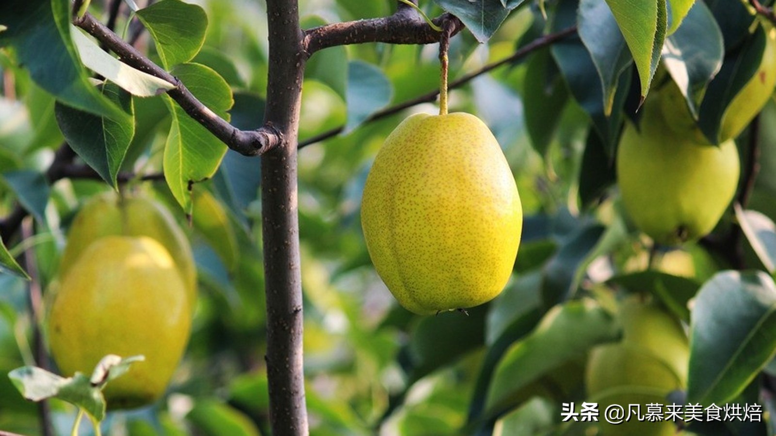 苹果梨图片（盘点全国最好吃的50种梨快收藏）