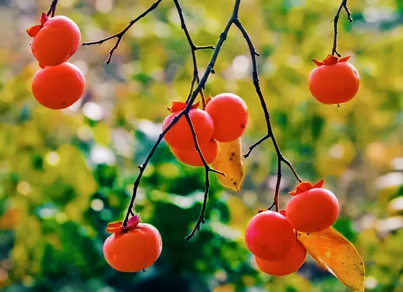 关于冬天柿子的美文 _晶羽文学网