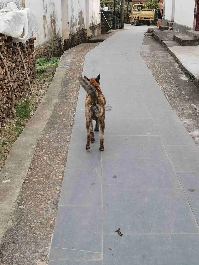 上饶原生犬种——虎斑犬