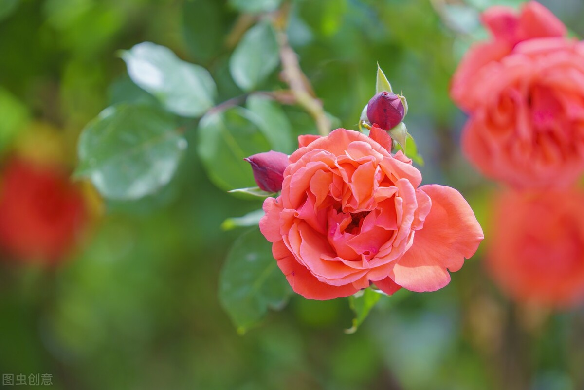 想你了，我最爱的人，忘不了你我做不到，念你成瘾戒不掉