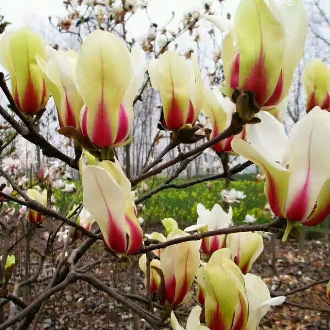 家门口种棵“吉祥花”，满树都开花，还有“镇宅”好兆头