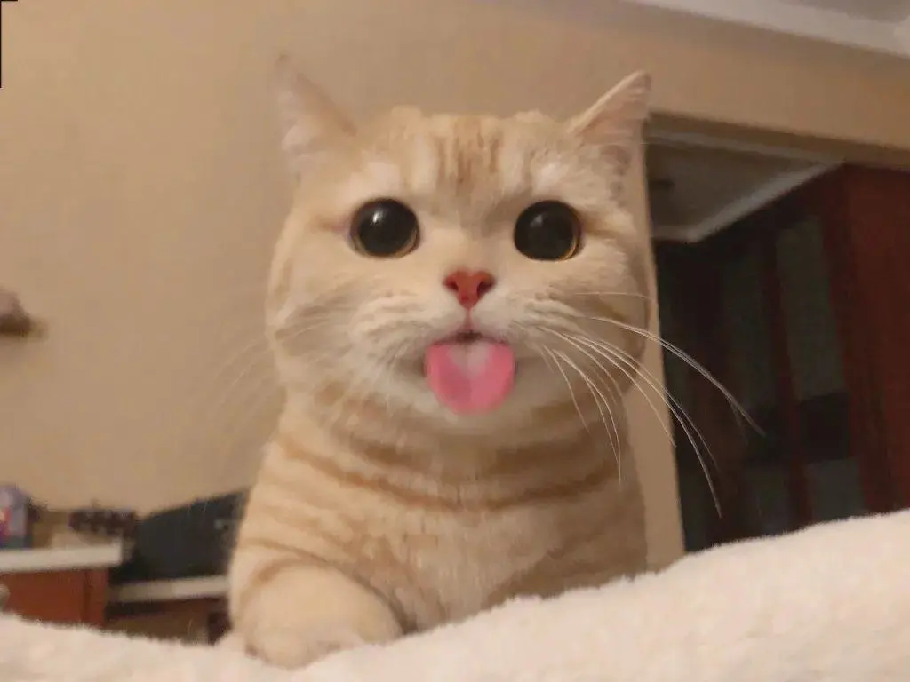 猫咪吐舌头好可爱呀.其实它是喊救命