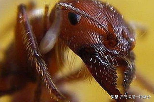 世界上最毒的十大昆虫:喜欢野外徒步的国人注意了！
