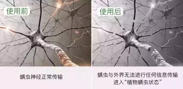 螨虫怕什么(原来螨虫最怕的不是暴晒，床上放一些“花椒”，让螨虫消失)