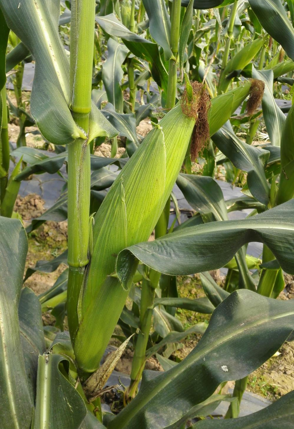 双色超甜玉米,亩产2000斤以上!省级推荐,值得一试!