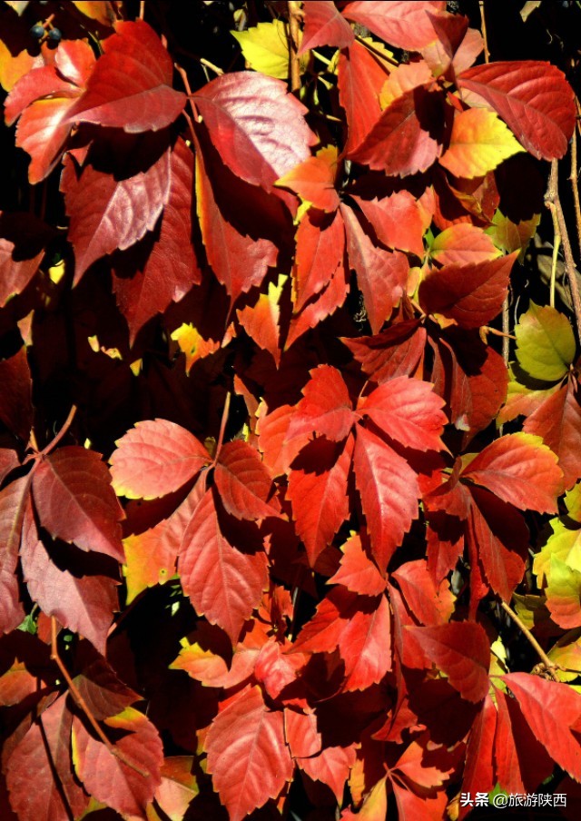 秋天的树叶就像一幅色彩斑斓的图画在秋天我喜欢五颜六色的叶子