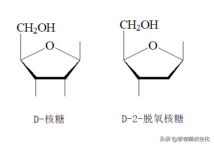 核糖（ribose）与脱氧核糖参与的生化过程