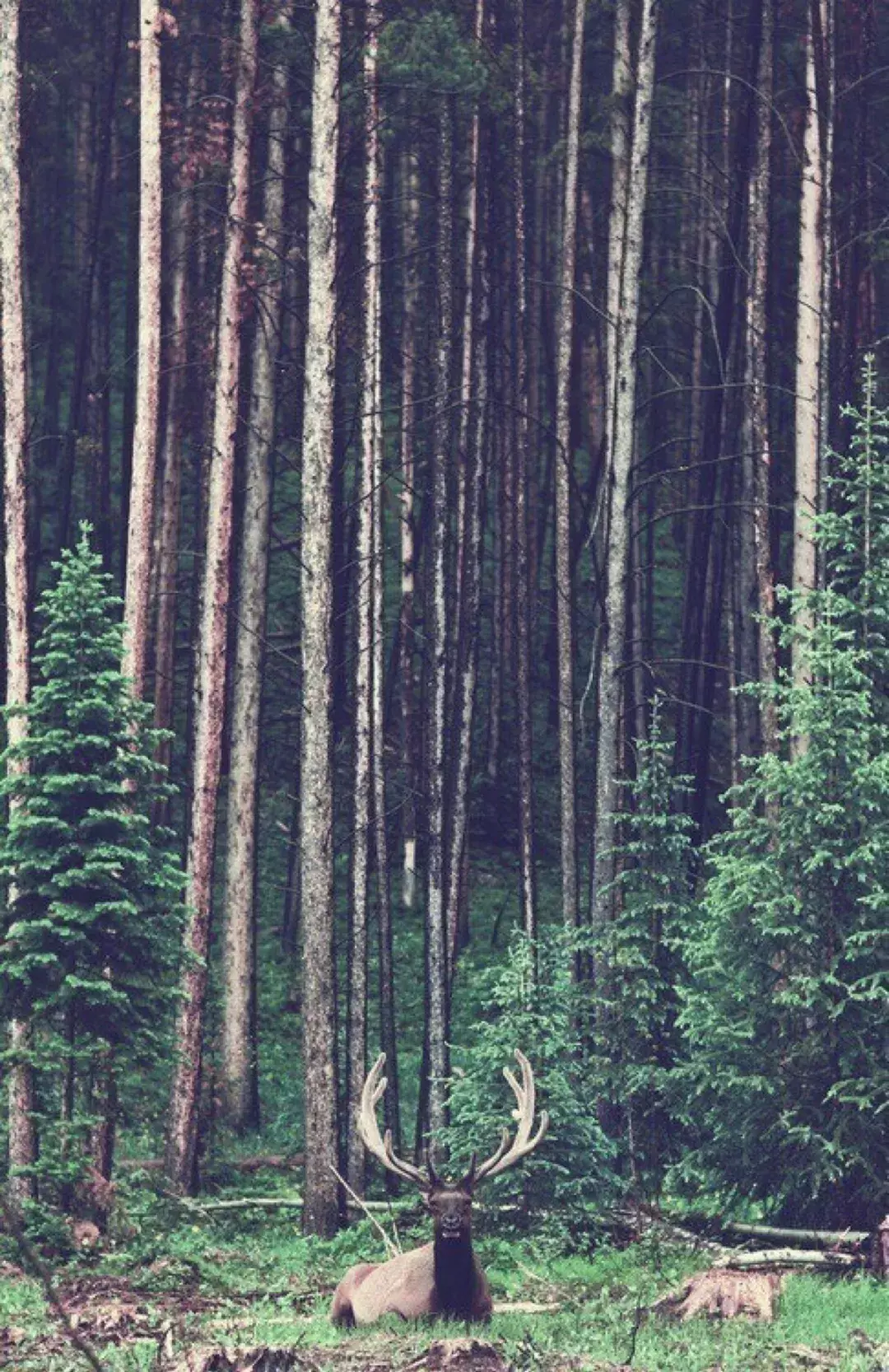 天地一鹿影，最是令人心动