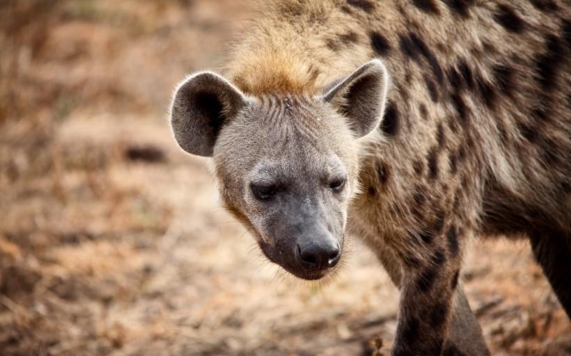 山西钩吾山出现的狍鸮,身子像羊,一张大嘴巴,学者推测是巨鬣狗