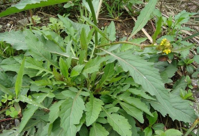 蔊菜,内服清热化痰,治关节炎;鲜用捣汁外敷,治跌打肿痛,漆疮