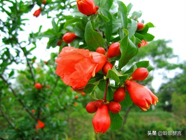 石榴花诗词精选二十三首 五月榴花照眼明，枝间时见子初成