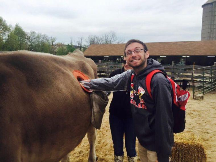 为何要在牛身上开个洞,还经常伸手进去掏?它们难道不会痛吗?