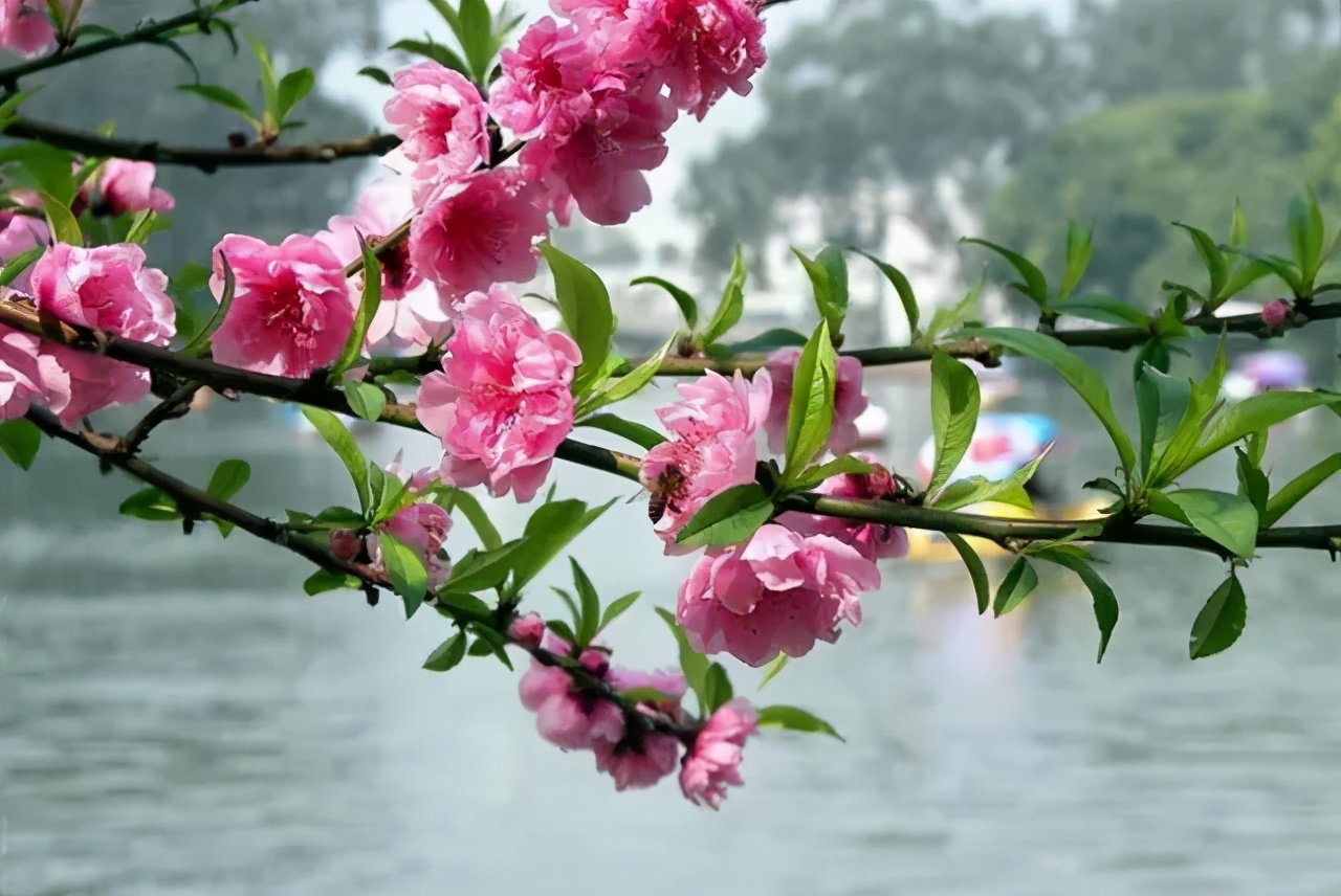 赏读：与你，酿一壶桃花酒，拟一阕梅花恋