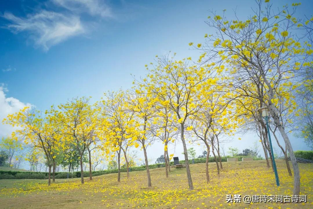 那纷纷飘落的秋日花叶