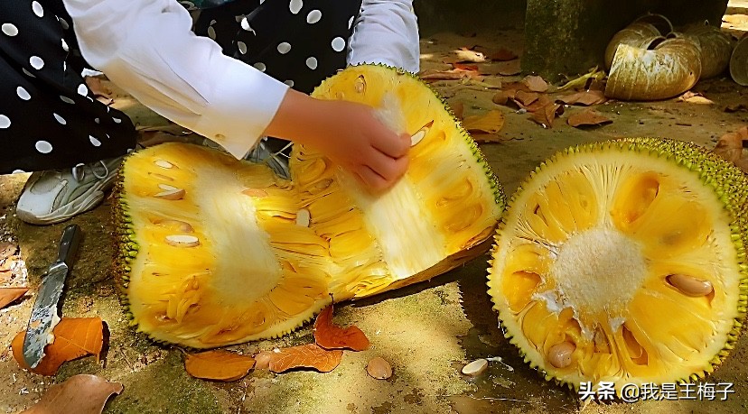 怎么剥菠萝蜜不粘手（分享菠萝蜜的正确剥法像削苹果简单）