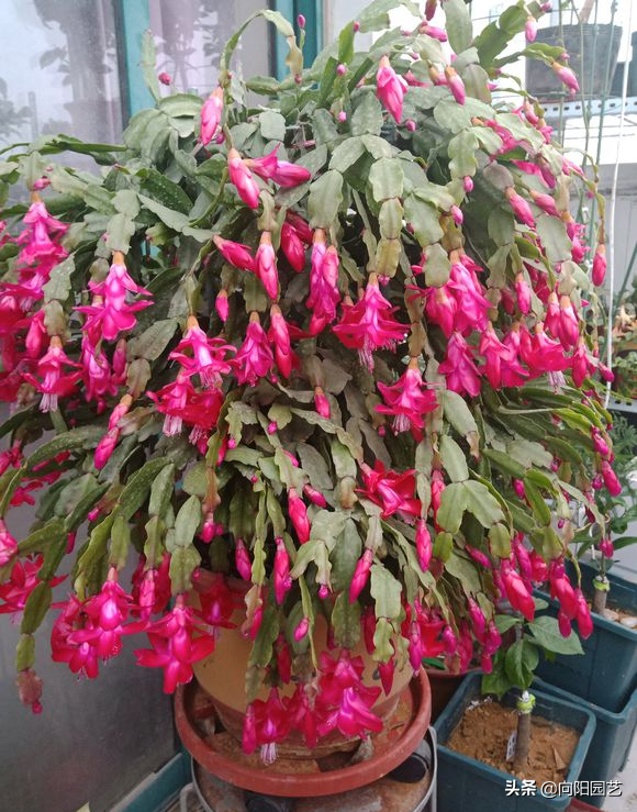 秋冬季节，可以养这5种花，放在阳台上，秋冬季节都是花期